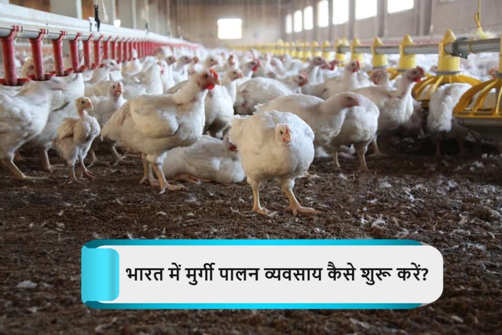 How To Start Poultry Farm Business in Hindi - भारत में मुर्गी पालन व्यवसाय कैसे शुरू करें