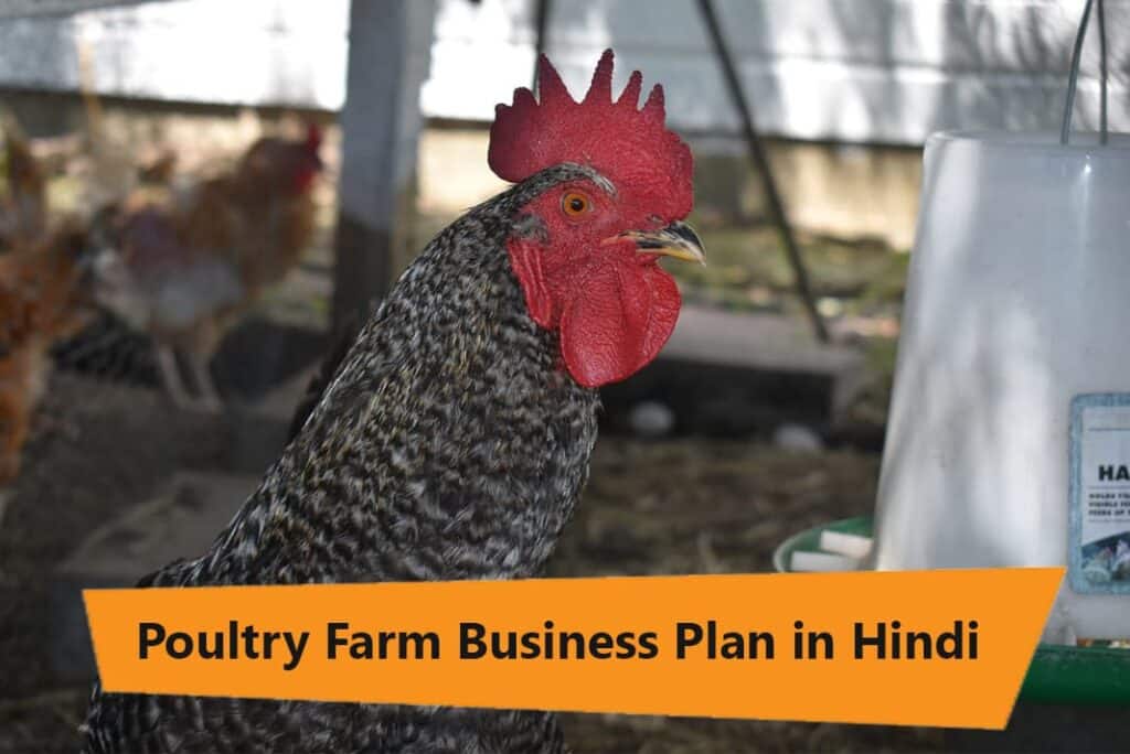 Poultry Farm Business Plan in Hindi - मुर्गी पालन फार्म बिज़नेस प्‍लान