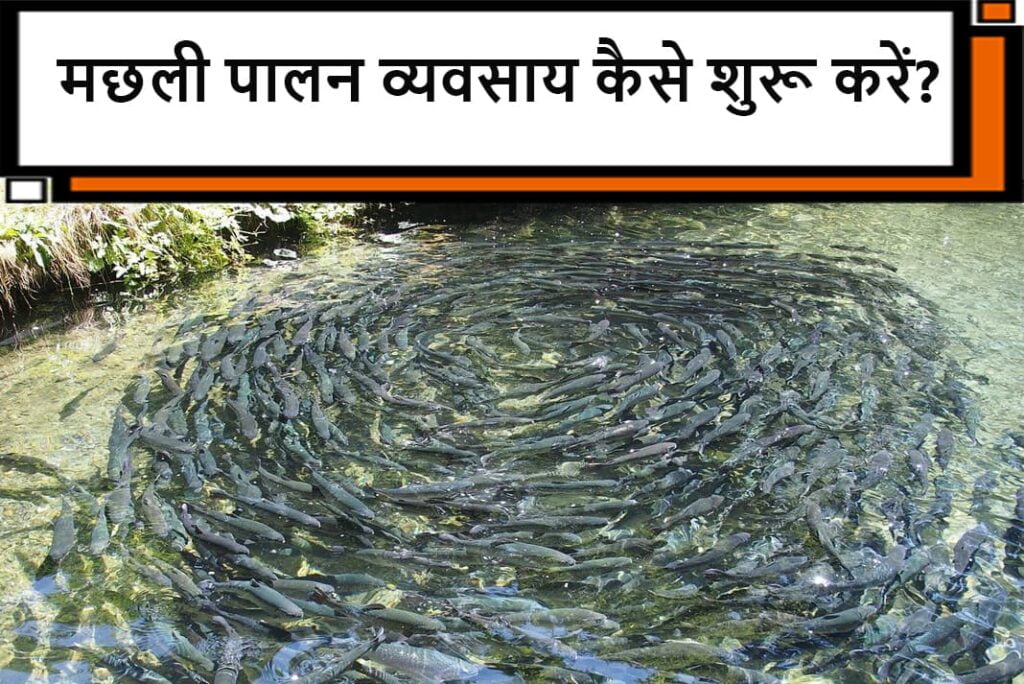 Fish Farming Business in Hindi - मछली पालन व्यवसाय