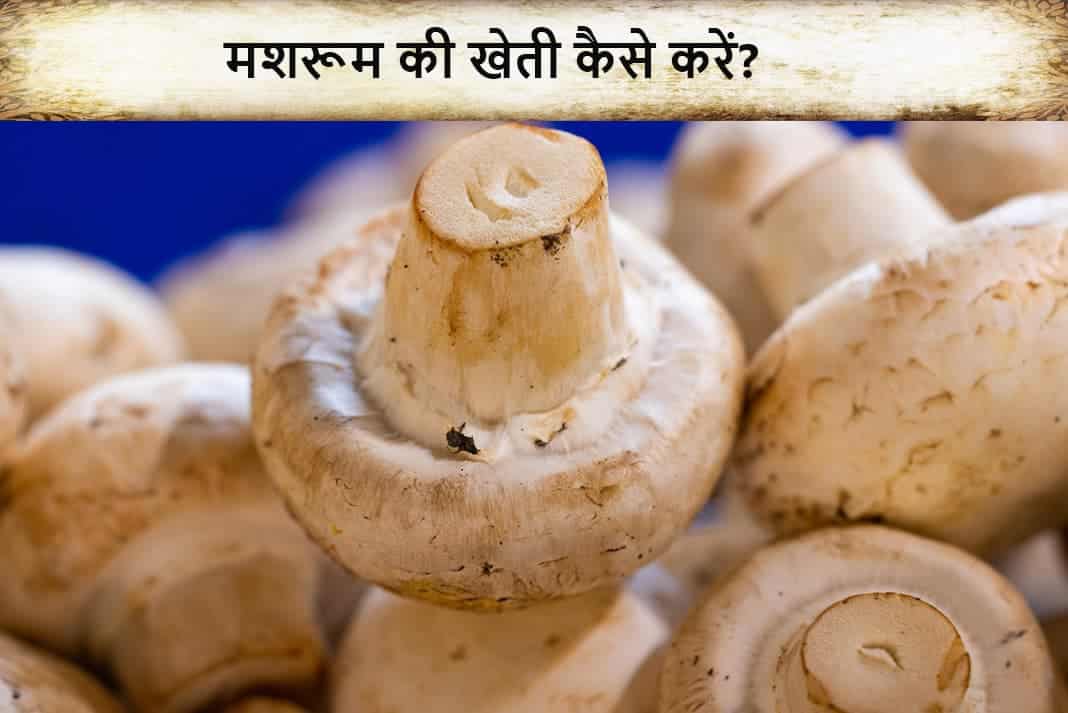 Mushroom Ki Kheti Kaise Karen मशरूम की खेती कैसे करें?